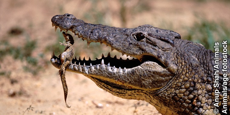 A mother crocodile safely carrying her hatchling in her mouth