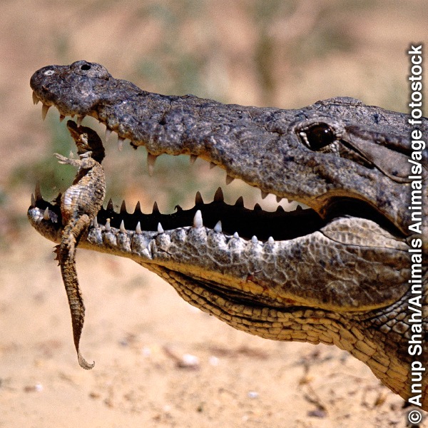 Datos sobre la mandíbula del cocodrilo | ¿Lo diseñó alguien?