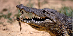 A mother crocodile safely carrying her hatchling in her mouth