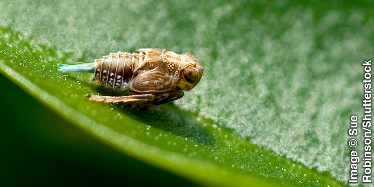 The Issus leafhopper