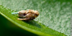 Инсектот Issus coleoptratus