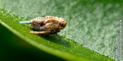 A ninfa do inseto Issus coleoptratus