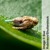The Issus leafhopper