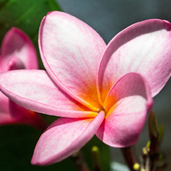 A sacuanjoche, the national flower of Nicaragua