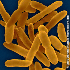 Bakterier som kan äta olja