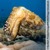 Ngisi Anayeitwa cuttlefish