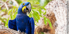 Na macaw e karakarawa