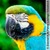 A blue-and-yellow macaw