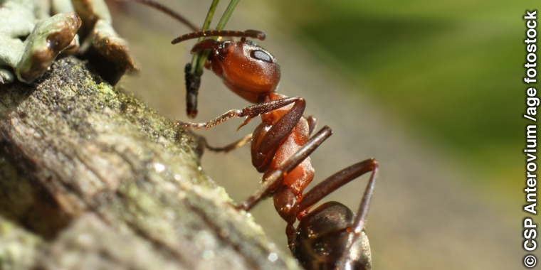 An ant carries foliage in its mouth