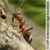 Eine Ameise trägt eine Kiefernnadel mit ihren Mundwerkzeugen