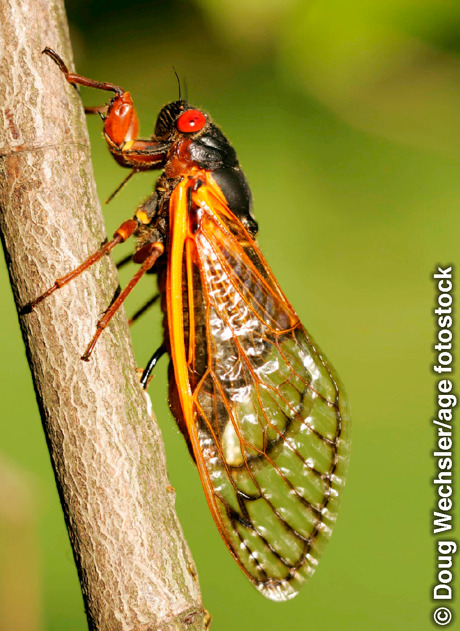 A cicada