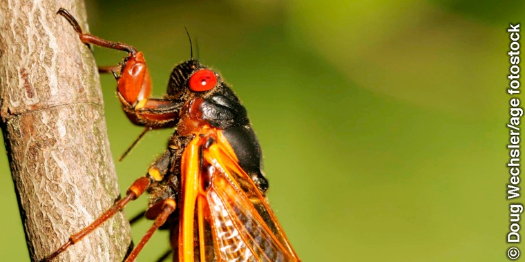 A cicada