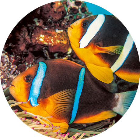 Two-banded clown fish