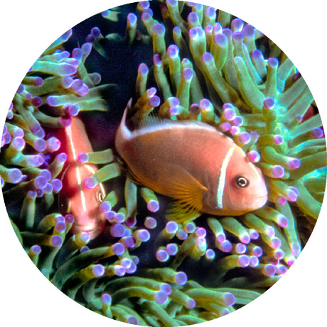 Pink skunk clown fish