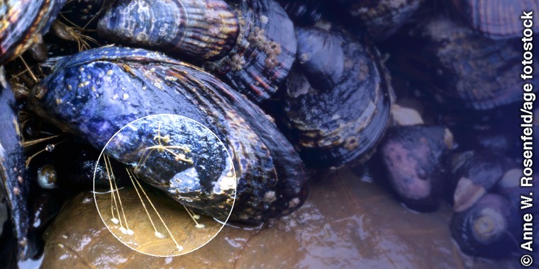 Marine mussels