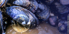 Marine mussels