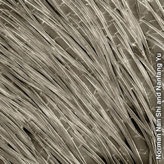 Gli speciali peli che costituiscono lo scudo termico della formica d’argento del Sahara