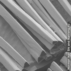 Pelos especiales de la hormiga plateada del Sahara aumentados para mostrar que son diminutos tubos con forma triangular