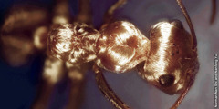 La fourmi argentée du Sahara