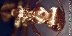Nwa ahụhụ a na-akpọ Silver Ant