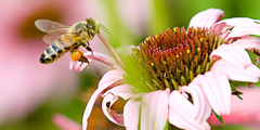 Ett honungsbi landar på en blomma