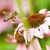 En honningbi lander på en blomst