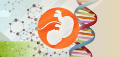 Un embrión humano y una cadena de ADN