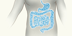 Le système nerveux entérique dans le tube digestif