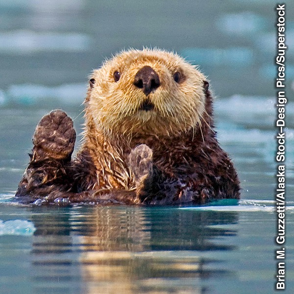 The Sea Otter’s Fur | Was It Designed?