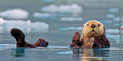 Na sea otter