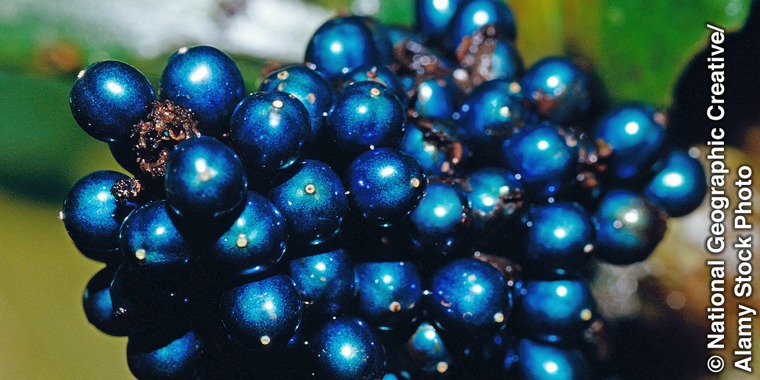 Pollia berries