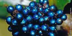 폴리아 콘덴사타의 열매