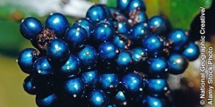 Ang Pollia berry
