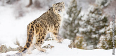 Un leopardo delle nevi