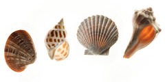Caracolas y conchas marinas