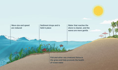 A cross section showing waves approaching a beach. The seafloor, seagrass, and sea creatures are visible. As waves approach the shore, the seagrass reduces the size and speed of the waves and removes sediment from the water. Fish and other sea creatures thrive in the grass. Water that reaches the shore is clean, and the waves are gentle.