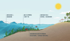 海浪湧向沙灘的示意圖。圖片上有海床、海草和海裏的各種生物。海浪湧向沙灘時，海草使海浪變小、速度變慢，也使沙石等顆粒沉積下來。海草也為魚類和其他海洋生物提供了充足的食物。海水打到岸邊時已經很清澈、海浪也緩和下來了。