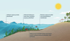 Läpileikkaus merenrannasta ja siihen iskeytyvistä aalloista. Kuvassa näkyy myös merenpohja, meriruohoa ja merieläimiä. Meriruoho sitoo vedessä olevaa maa-ainesta ja pienentää rantaan tulevien aaltojen kokoa ja voimaa. Kalat ja muut merieliöt saavat meriruohon seasta ruokaa. Rantaan tulevat aallot ovat matalampia ja puhtaampia.
