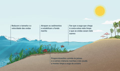 Unha imaxe de ondas achegándose á costa na que se ve o fondo, as herbas e algúns animais mariños. Cando as ondas se achegan á costa, as herbas mariñas reducen o tamaño e a velocidade das ondas e atrapan os sedimentos. Os peixes e outros animais atopan comida nas herbas mariñas. A auga que chega á costa está máis limpa e as ondas son máis suaves.