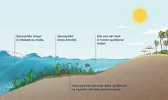 Þverskurðarmynd sem sýnir öldur nálgast strönd. Á myndinni sjást sjávarbotninn, sjávargróður og sjávardýr. Sjávargróður dregur úr ölduhæð og -hraða og bindur botnfall. Fiskur og önnur sjávardýr dafna í gróðrinum. Sjór sem nær landi er hreinn og öldurnar mildar.