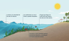 Un dibujo que muestra unas olas llegando a la playa. Se ve el fondo marino con sus praderas y animales. A medida que las olas se aproximan a la orilla, las praderas marinas reducen el tamaño y la velocidad de las olas, y atrapan sedimentos del agua. Los peces y otros animales marinos encuentran alimento en las praderas marinas. El agua que llega a la orilla está más limpia y las olas son más suaves.