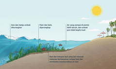 Keratan rentas kawasan pantai yang menunjukkan ombak, dasar laut, rumpai laut, dan hidupan laut. Apabila ombak semakin mendekati pantai, rumpai laut mengurangkan saiz dan halaju ombak, serta memerangkap pasir dalam air. Rumpai laut juga menjadi tempat ikan dan hidupan laut lain mencari makanan. Air yang sampai di pantai lebih jernih dan ombak pun tidak begitu kuat.