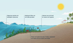 Ett tvärsnitt som visar hur vågorna rullar in mot en strand. Man kan se havsbottnen med sjögräs och olika havsdjur. När vågorna närmar sig stranden hjälper sjögräset till med att bromsa vågorna och fångar upp sediment från vattnet. Fiskar och andra havsdjur frodas i sjögräset. Vattnet som når stranden är renare och lugnare.