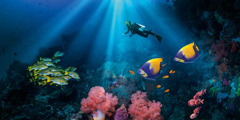 A scuba diver swimming in the ocean surrounded by colorful fish, coral, and marine plants.