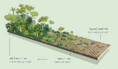 صورة لأرض قُطعت أشجارها من أجل الزراعة وتُركت لاحقًا.‏ بعد عشر سنوات،‏ تعافت التربة.‏ وبعد مئة سنة أو أكثر،‏ يُتوقَّع أن تعود الغابة كما كانت