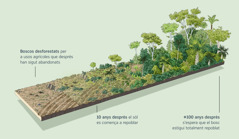 Una imatge que mostra una zona desforestada per a usos agrícoles i que després ha sigut abandonada. Deu anys després, el sòl es comença a repoblar i, uns cent anys o més després, s’espera que el bosc estigui totalment repoblat.