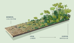 图片显示：森林被砍伐，之后土地又荒废，10年后土壤会复原，100多年后森林会完全长成。