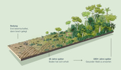 Eine Abbildung zeigt eine Fläche, die zunächst gerodet und später brach gelegt wurde. Zehn Jahre später konnte sich der Boden erholen. In 100 oder mehr Jahren könnte ein gesunder Wald zu erwarten sein.