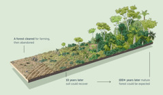 An illustration showing an area cleared of trees for farming and later abandoned. Ten years later, the soil could recover. One hundred or more years later, a mature forest would be expected to return.