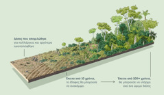 Απεικόνιση που δείχνει περιοχή η οποία αποψιλώθηκε για καλλιέργεια και αργότερα εγκαταλείφθηκε. Έπειτα από δέκα χρόνια, το έδαφος μπόρεσε να ανακάμψει. Εκατό ή περισσότερα χρόνια αργότερα, θα μπορούσε να αναπτυχθεί και πάλι ένα ώριμο δάσος.